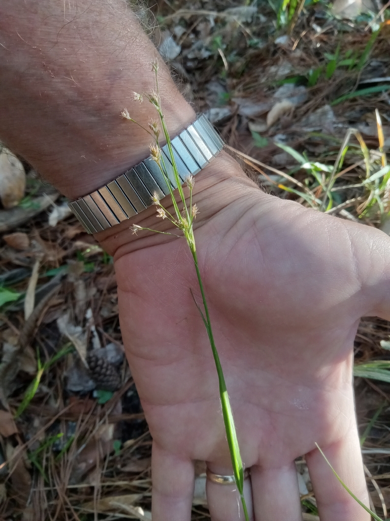 Luzula acuminata