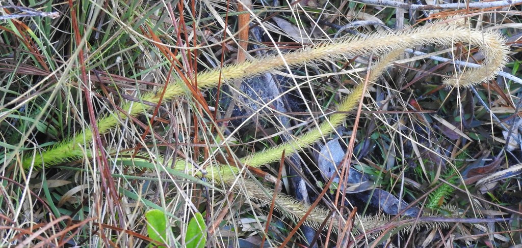 Lycopodiella alopecuroides