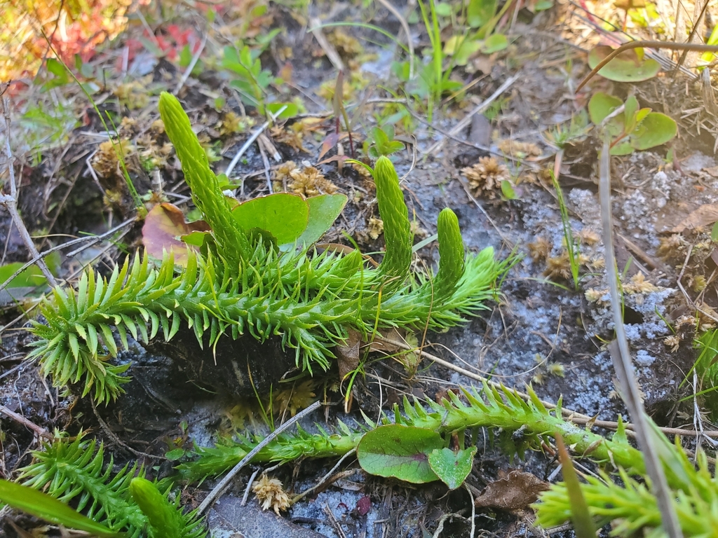 Lycopodiella appressa