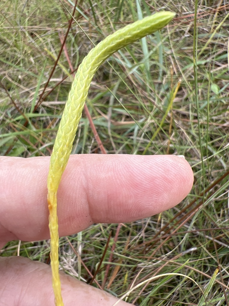 Lycopodiella caroliniana