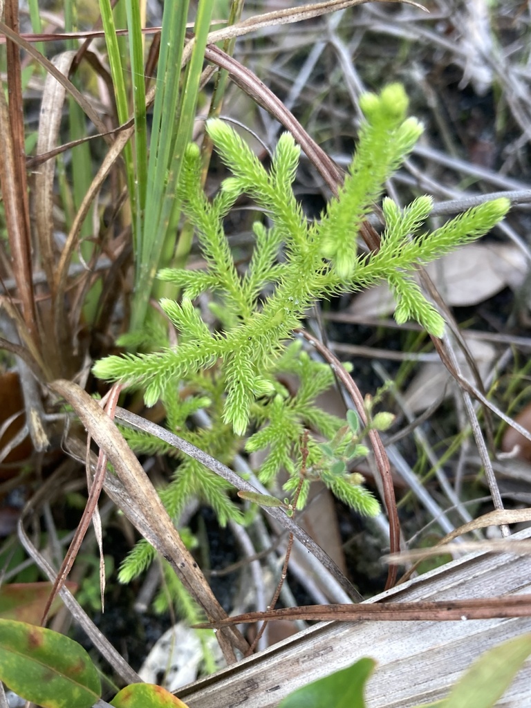 Lycopodiella cernua