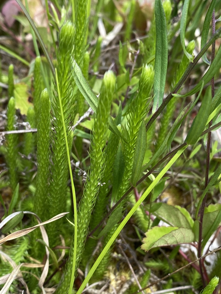 Lycopodiella x copelandii