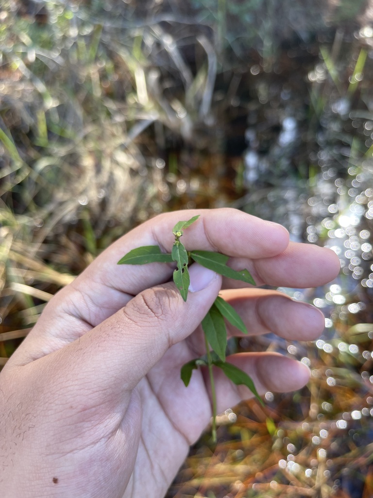 Lycopus amplectens