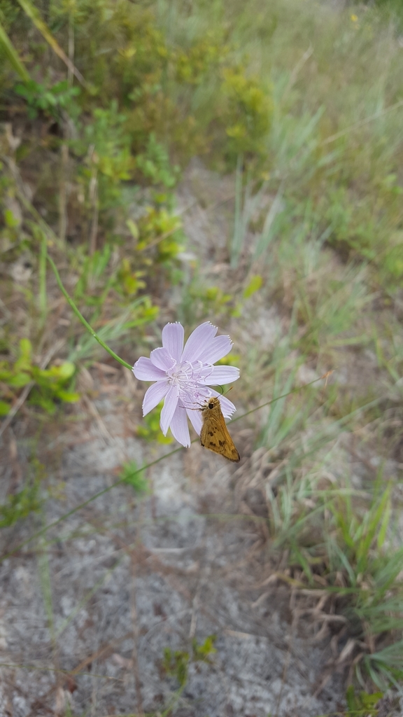 Lygodesmia aphylla