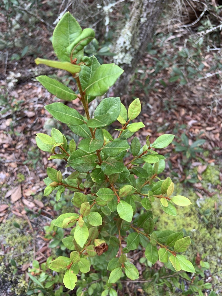 Lyonia ferruginea