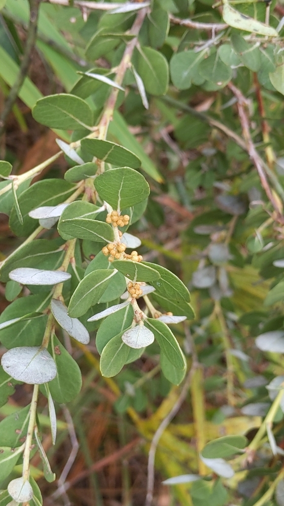 Lyonia fruticosa