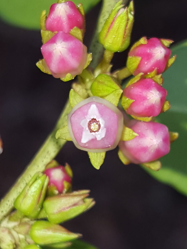 Lyonia lucida