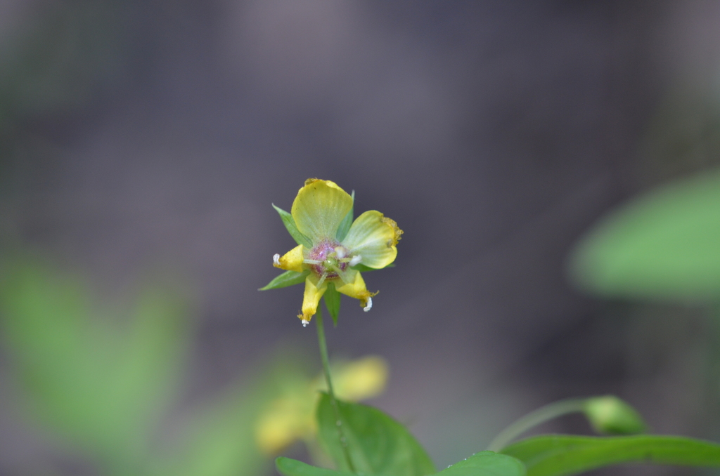 Lysimachia ciliata