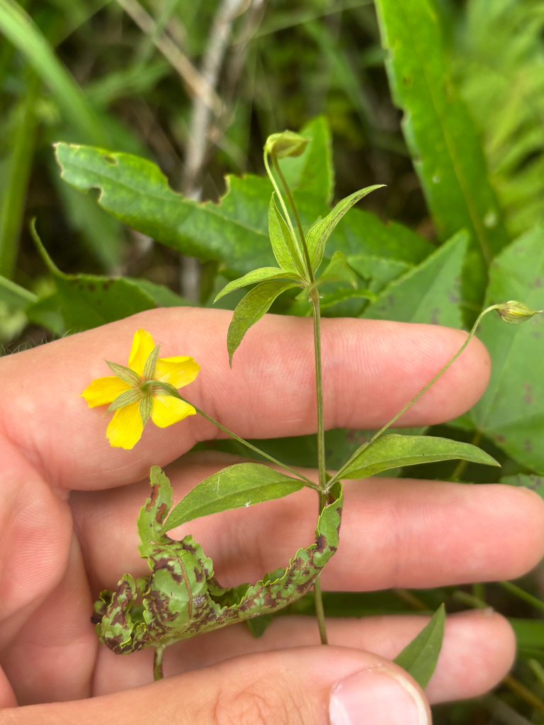 Lysimachia lanceolata var. hybrida
