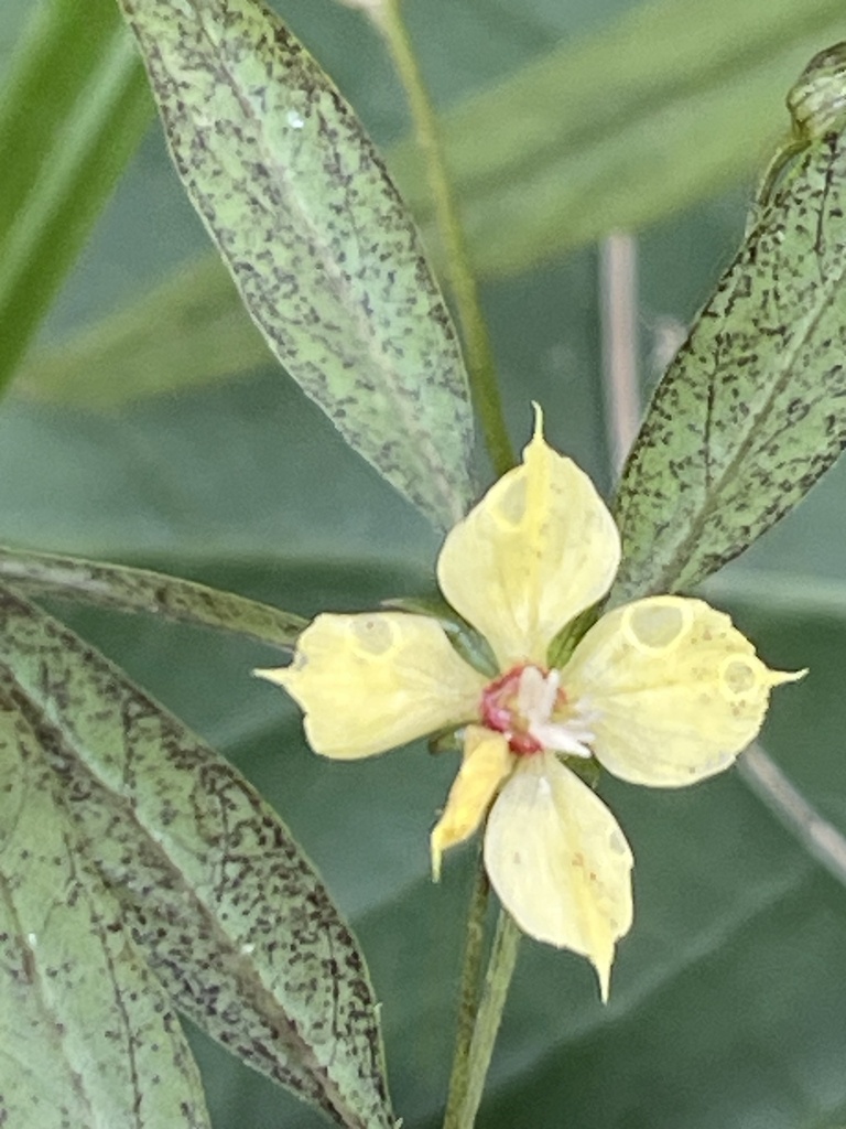 Lysimachia lanceolata var. lanceolata