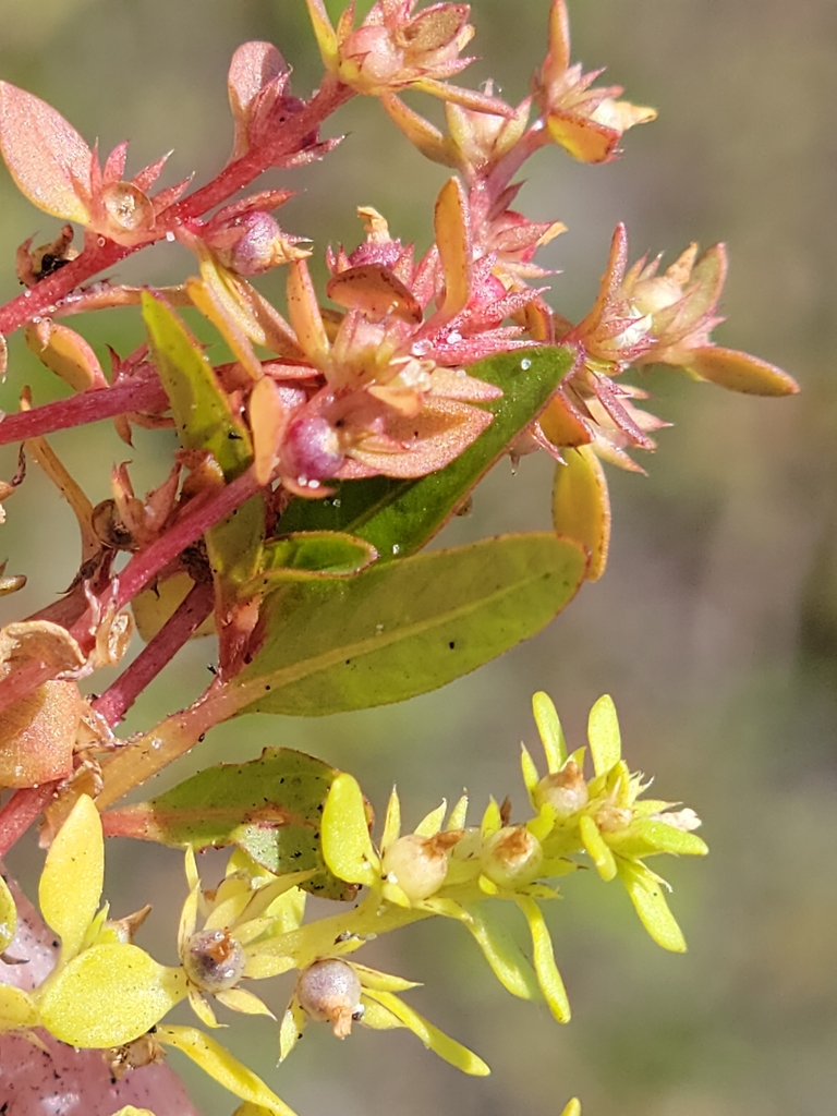 Lysimachia minima