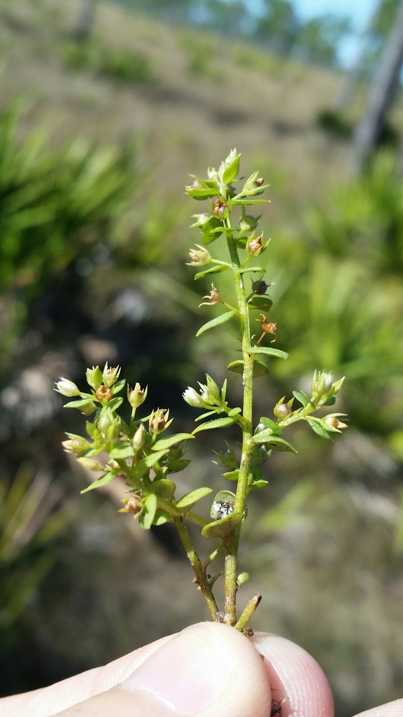 Lysimachia ovalis