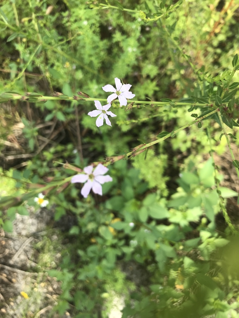 Lythrum alatum var. lanceolatum