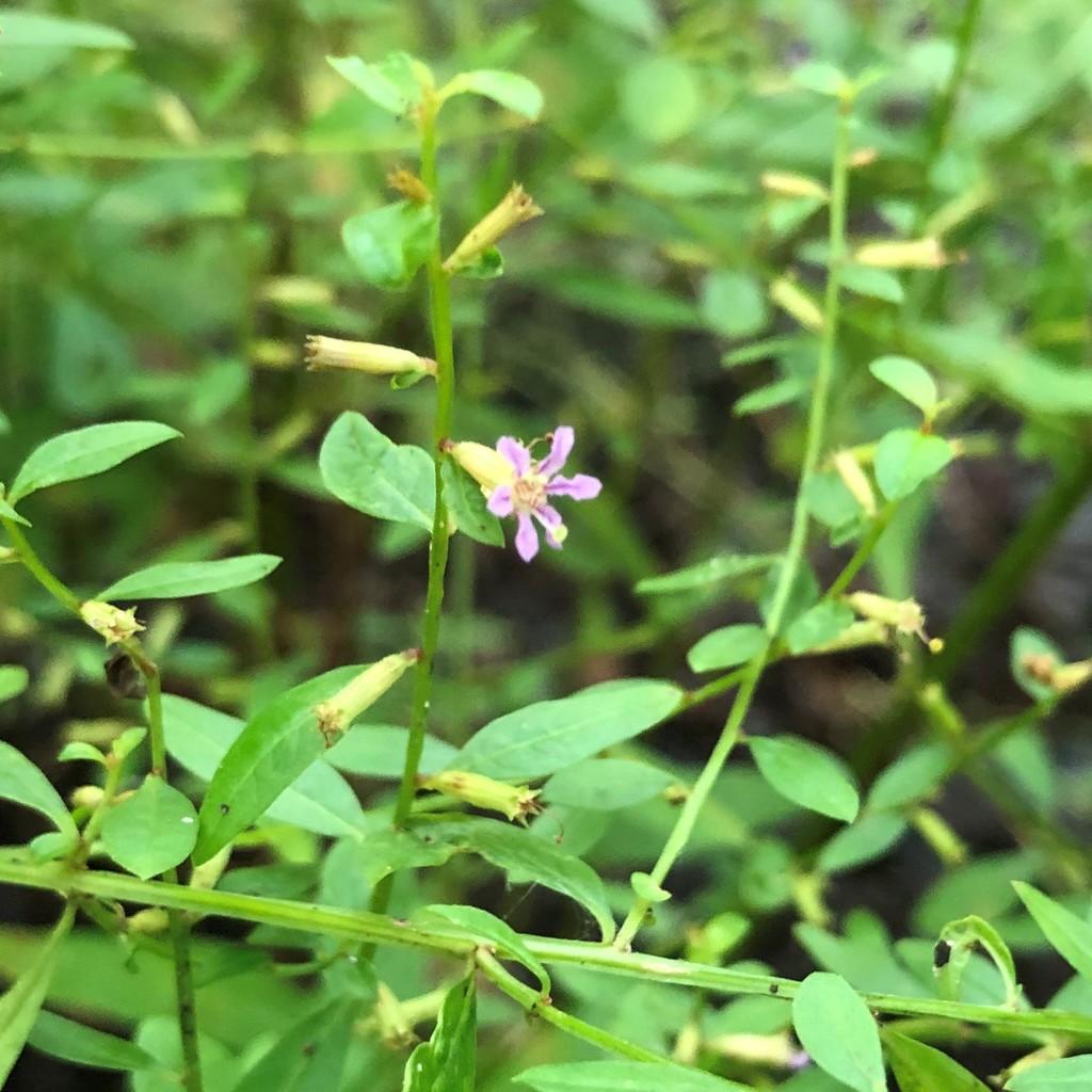 Lythrum curtissii
