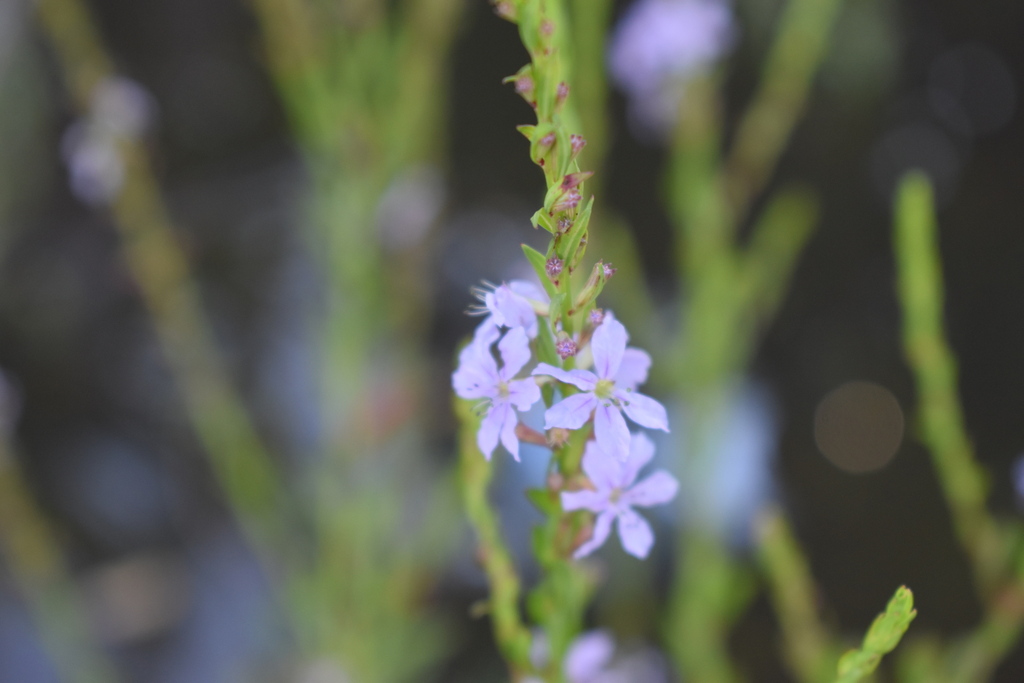 Lythrum lineare