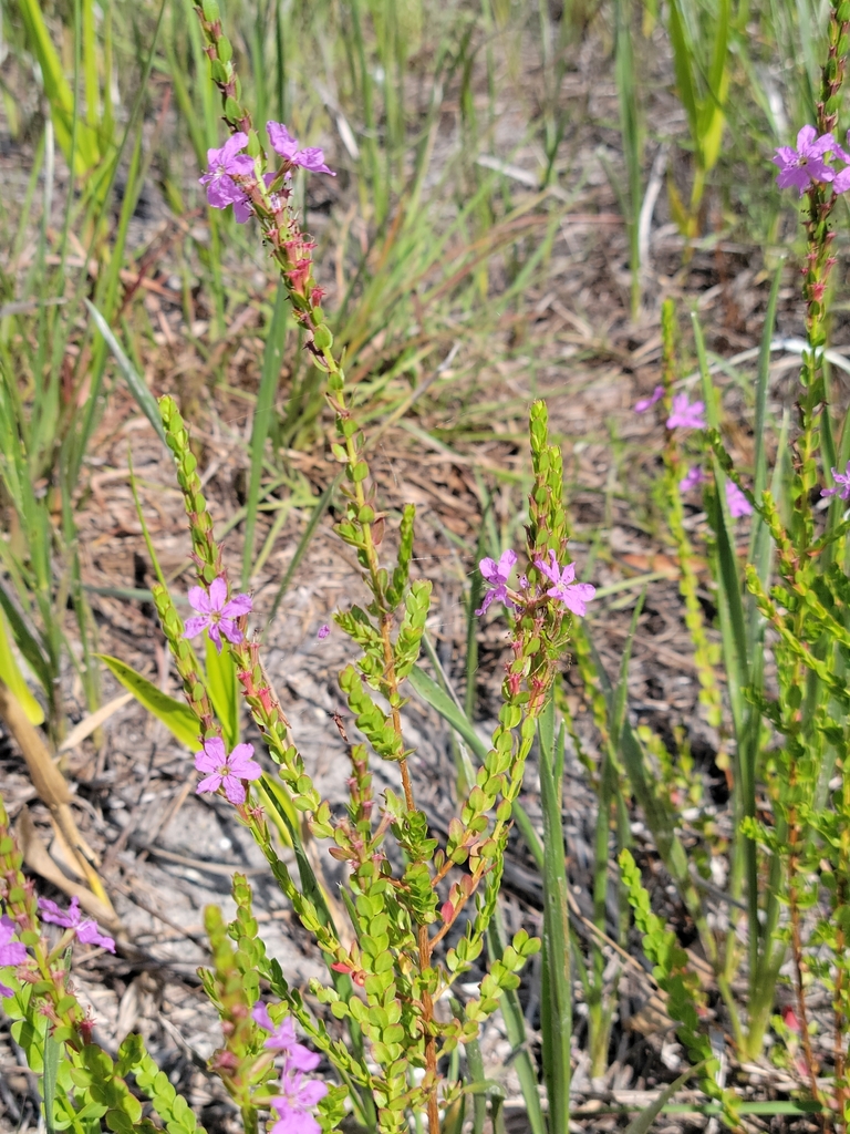 Lythrum nieuwlandii