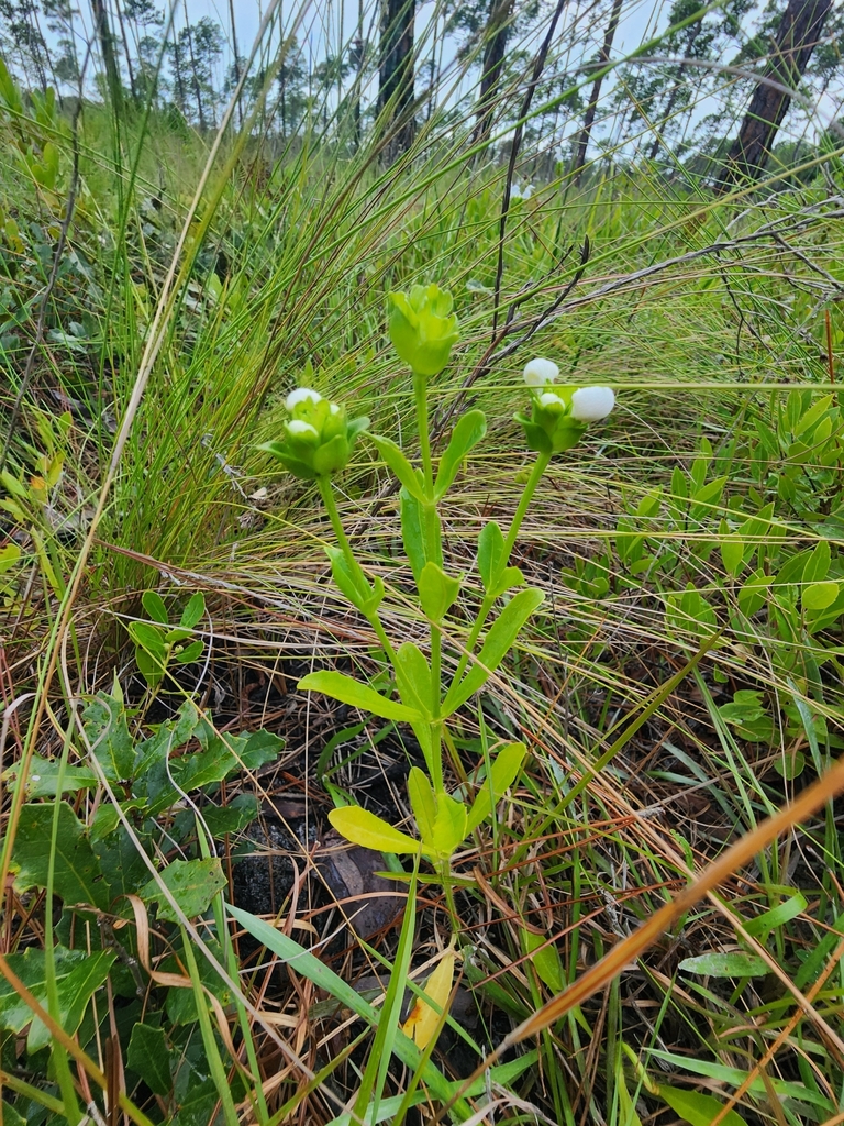 Macbridea alba