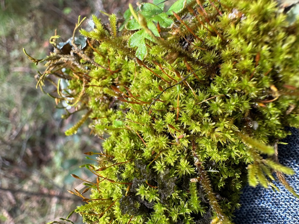 Macromitrium richardii