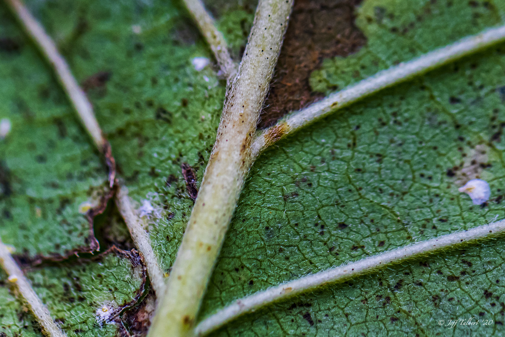 Magnolia acuminata