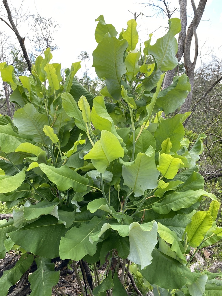 Magnolia macrophylla var. ashei
