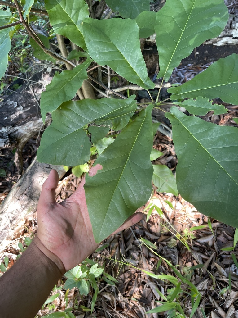 Magnolia pyramidata