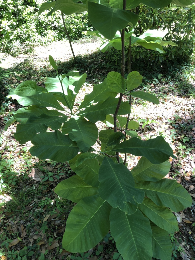 Magnolia tripetala
