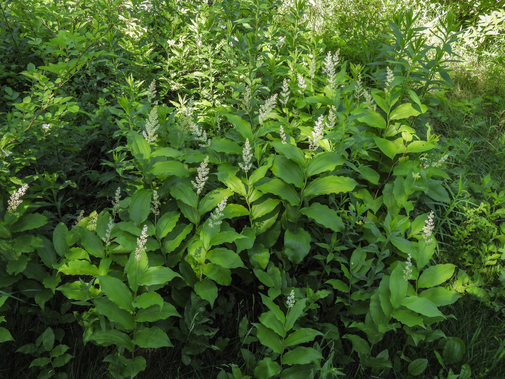 Maianthemum racemosum