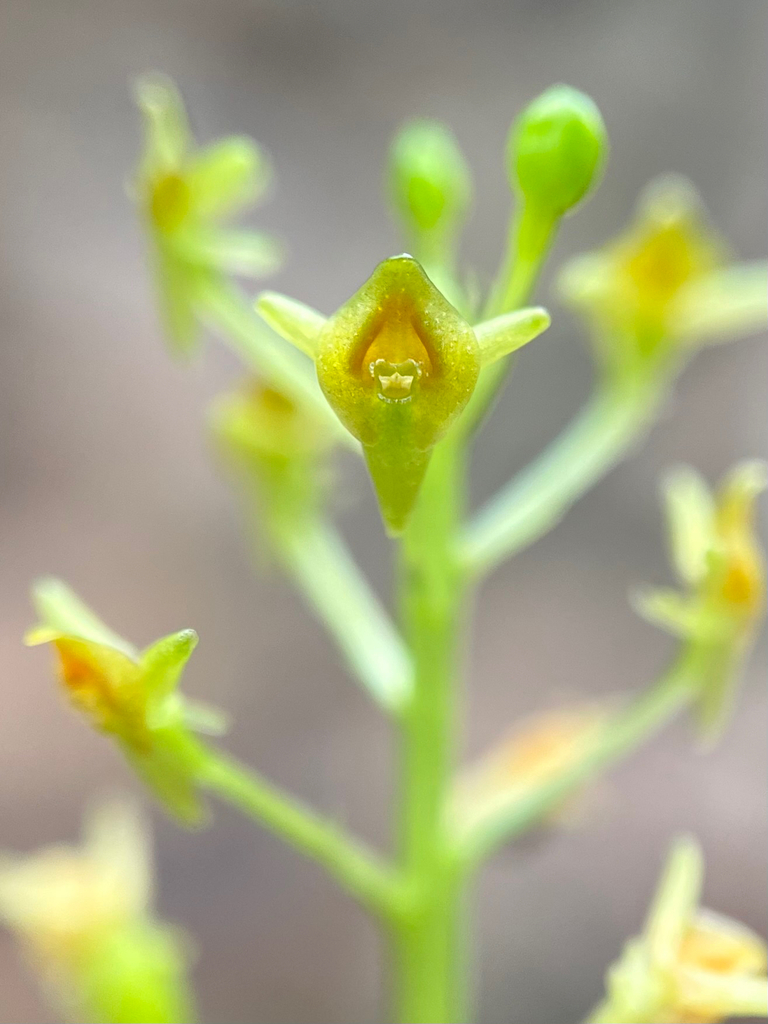 Malaxis spicata