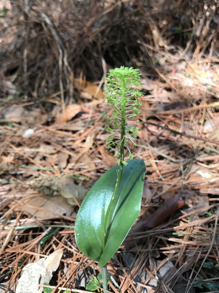 Malaxis unifolia
