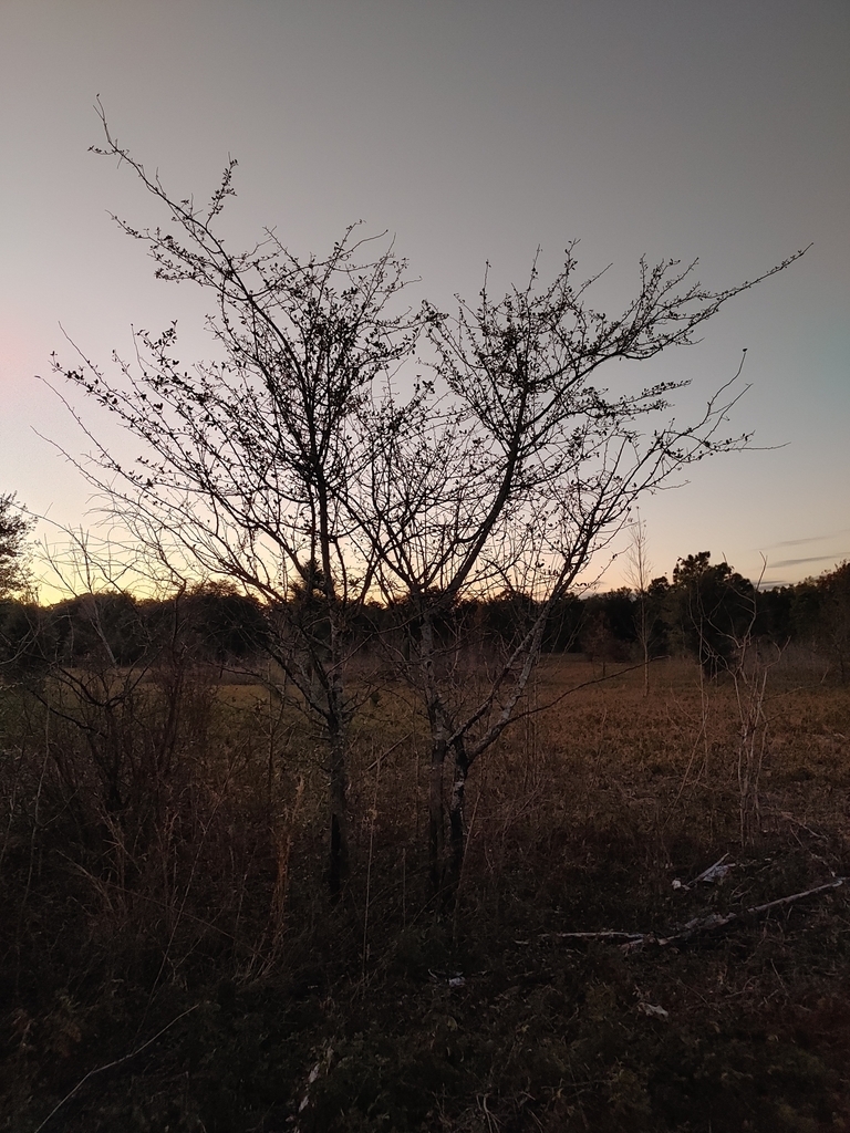 Malus angustifolia