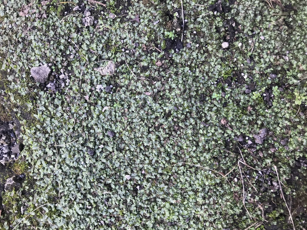 Marchantia inflexa