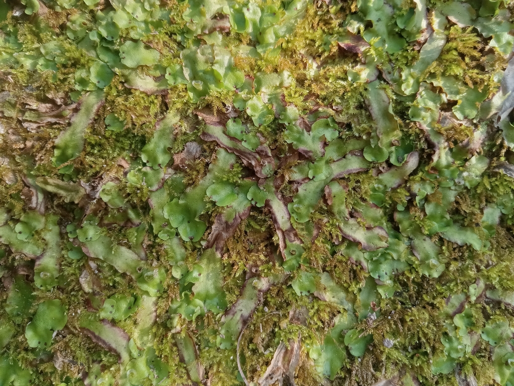 Marchantia paleacea