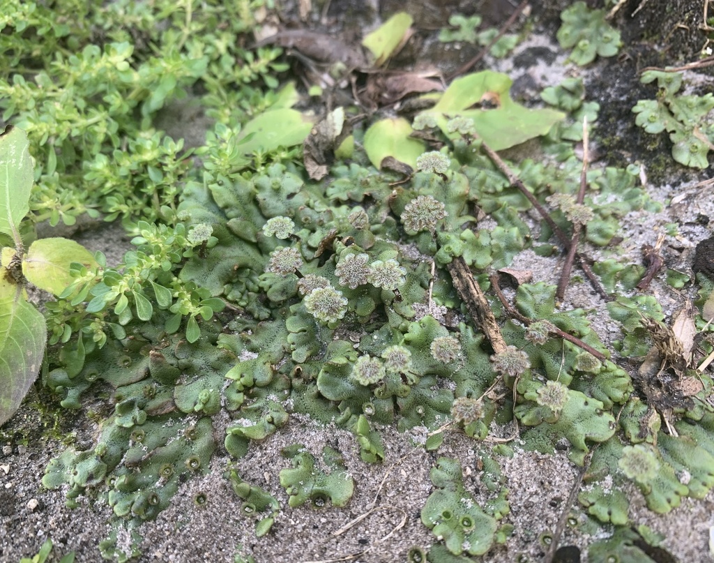 Marchantia polymorpha