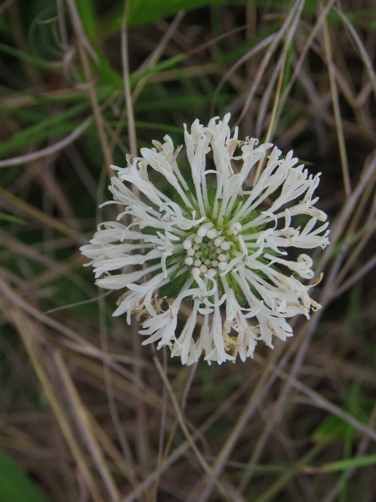 Marshallia obovata