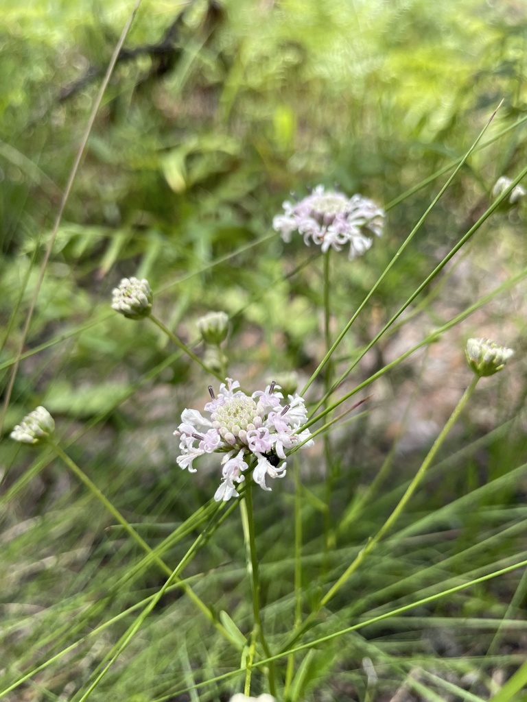 Marshallia ramosa