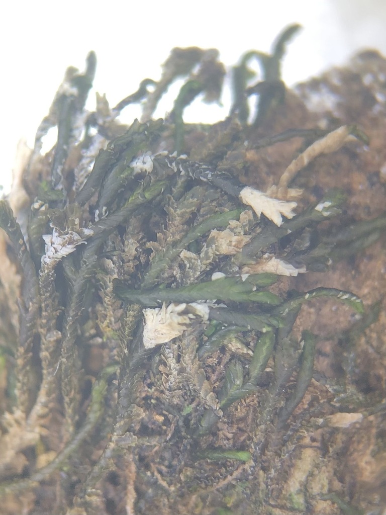 Mastigolejeunea auriculata