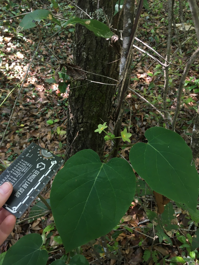 Matelea alabamensis
