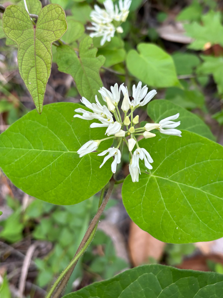 Matelea baldwyniana