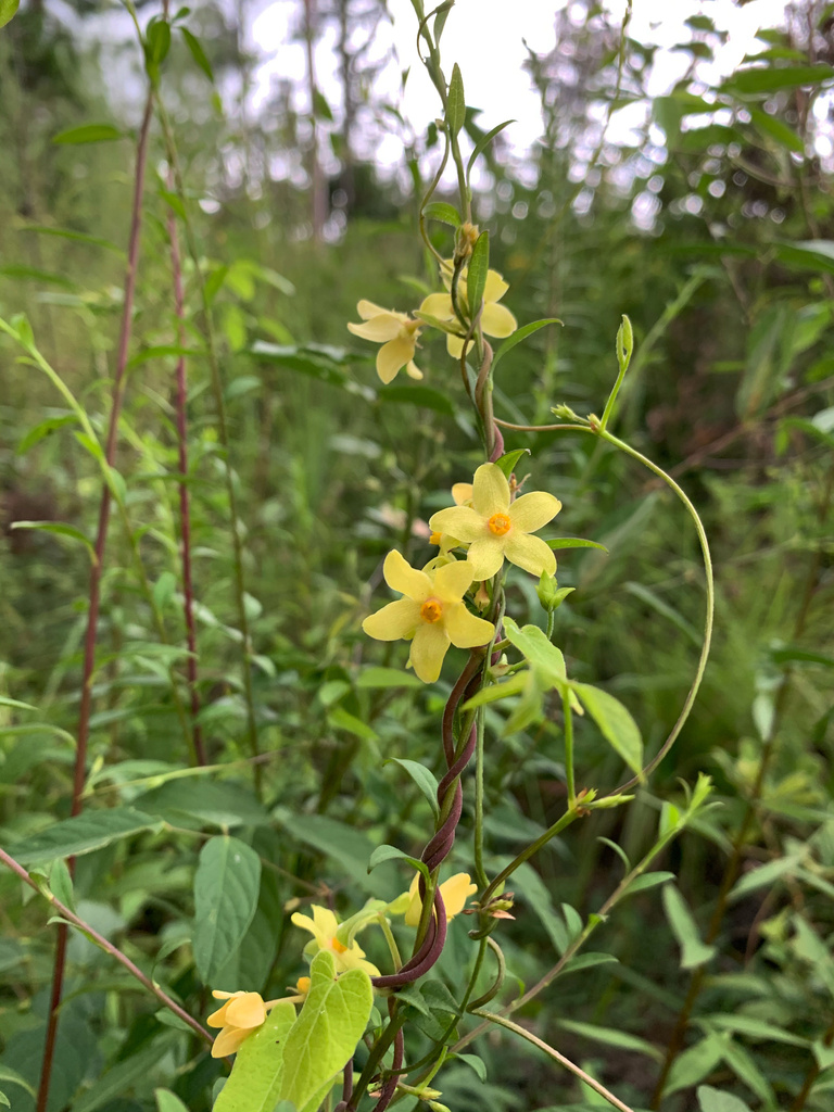 Matelea flavidula
