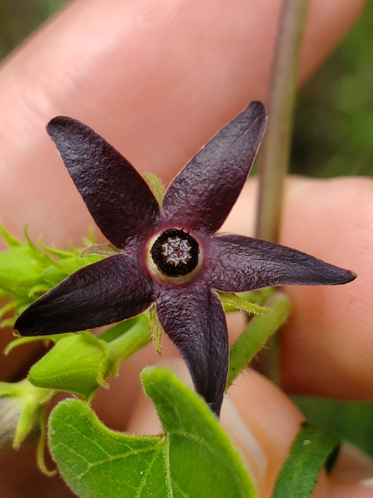 Matelea floridana