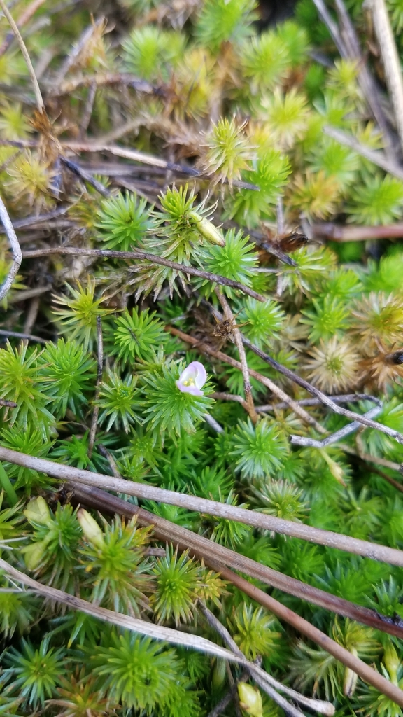 Mayaca fluviatilis