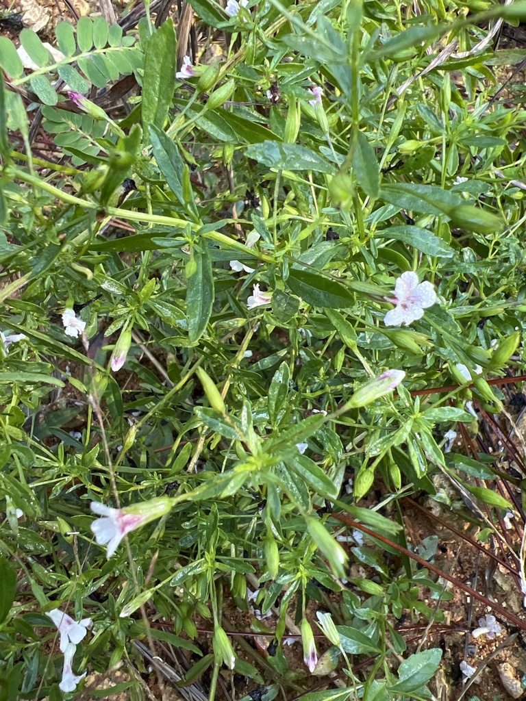 Mecardonia acuminata subsp. acuminata
