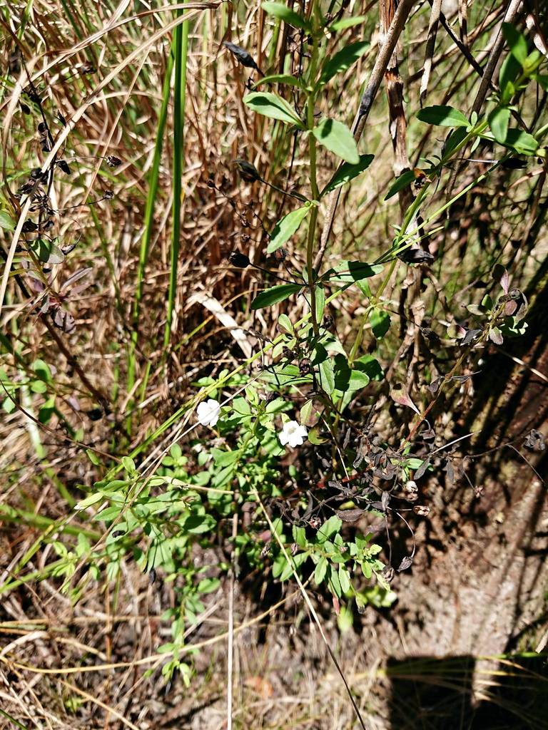 Mecardonia acuminata subsp. peninsularis