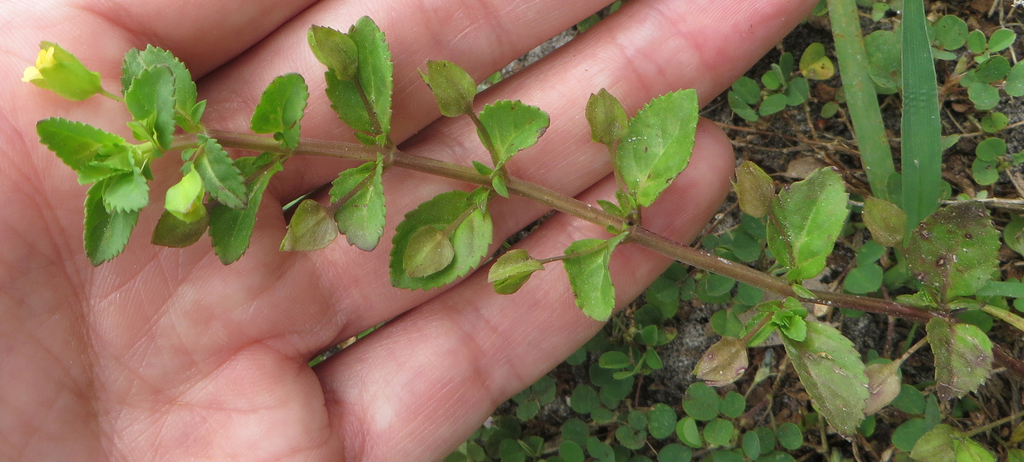 Mecardonia procumbens