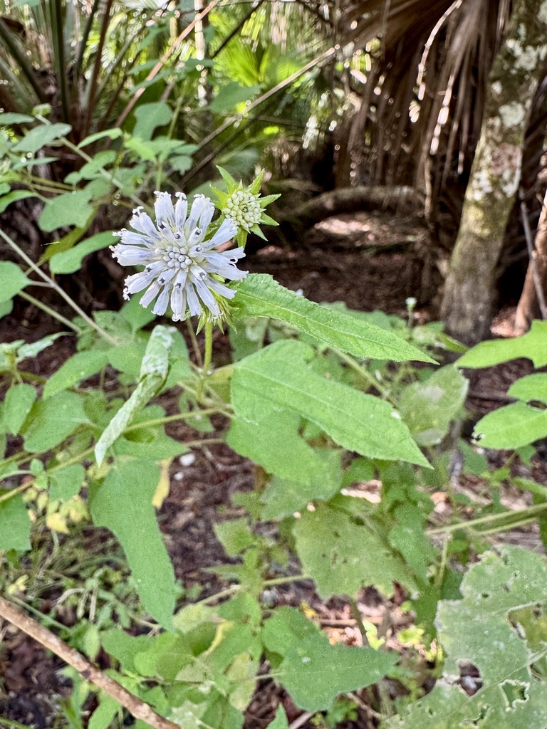Melanthera nivea