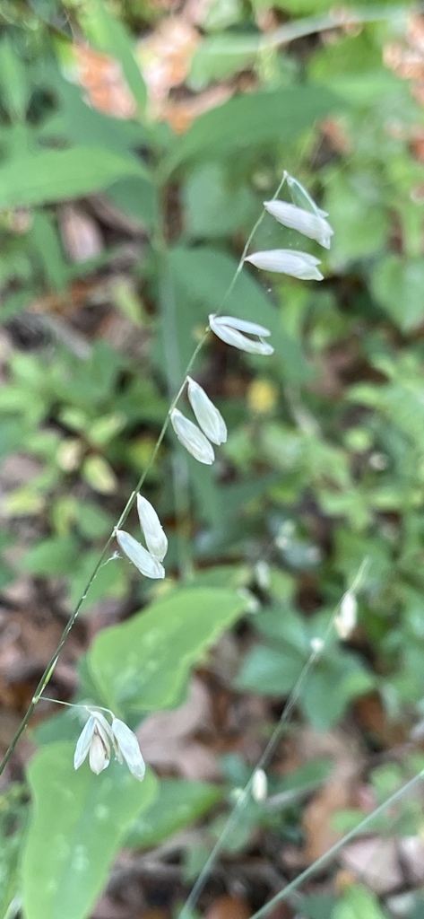 Melica mutica