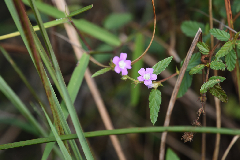 Melochia spicata