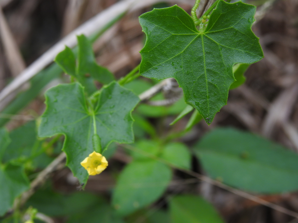 Melothria pendula