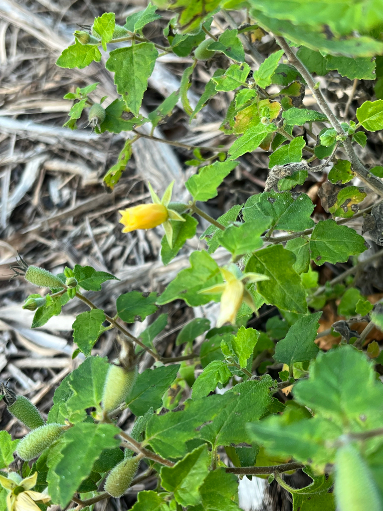 Mentzelia floridana