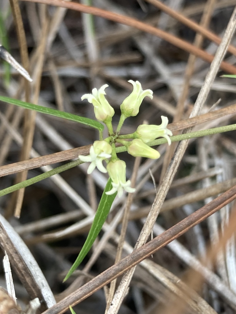 Metastelma blodgettii